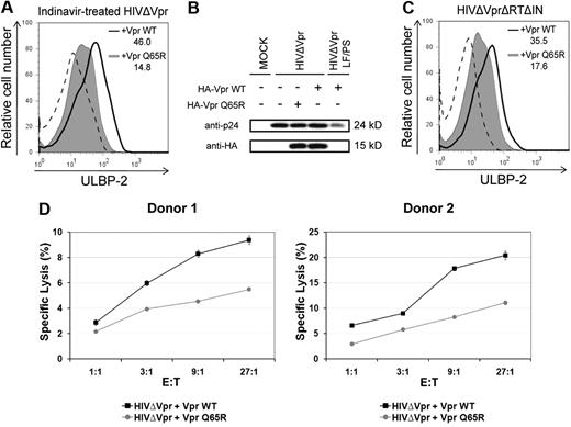 Figure 7. Virion-associated Vpr up-regulates ULBP-2 expression in noninfected target cells and triggers NK cell–mediated killing. (A) Human primary CD4+ T lymphocytes were exposed to indinavir-treated noninfectious viral particles that were trans-packaged with VprWT or the VprQ65R mutant, as indicated, and cell-surface expression of ULBP-2 was monitored 24 hours after exposure using specific mAbs directed against ULBP-2 and appropriate fluorochrome-conjugated secondary reagents. (B) HIV-1ΔVpr and HIV-1ΔVpr LF/PS viruses (P6-mutated Gag-encoding virus that does not incorporate Vpr) trans-packaged with HA-tagged VprWT or VprQ65R were produced as described in “Production of lentiviral vectors and HIV-1 viruses.” Virion-associated HA-tagged VprWT and VprQ65R were detected by Western blotting using anti-HA mAbs. (C) Primary CD4+ T lymphocytes were exposed to reverse transcriptase- and integrase-defective (HIVΔVprΔRTΔIN) viral particles that were trans-packaged with VprWT or the VprQ65R mutant as indicated, and cell-surface expression of ULBP-2 was monitored 24 hours after exposure. MFI values were calculated by subtracting the corresponding isotype-control values (dashed line). (D) Primary CD4+ T lymphocytes exposed to indinavir-treated noninfectious viral particles containing VprWT or VprQ65R were added 24 hours after exposure to autologous primary NK cells in a 4-hour 51Cr release assay, as indicated. Error bars represent SEM. Results shown are representative of the data obtained from 2 independent donors.