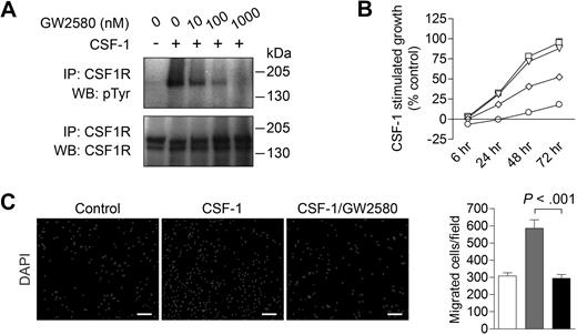 Figure 1. Inhibiting CSF1R signaling in macrophages with the pharmacologic inhibitor GW2580. (A) Immunoprecipitation and Western blot analysis of Raw264.7 murine macrophage cells stimulated with 10 ng/mL CSF-1 for 20 minutes in the absence or presence of 10, 100, or 1000nM GW2580. Blot was probed for tyrosine phosphorylation (pTyr), stripped, and reprobed for total CSF1R. (B) BMDMs were stimulated with CSF-1 in the absence (□) or presence of 10nM (▵), 100nM (◇), or 1000nM (○) GW2580. At the indicated time points, cell viability was measured using the CCK-8 assay and compared with unstimulated control. (C) BMDMs were seeded on 8-μm transwell inserts, and CSF-1 was added to the lower chamber in the absence or presence of 1000nM GW2580 (added to both chambers). Cells were allowed to migrate toward CSF-1 for 6 hours and then fixed and stained with DAPI. Representative images are shown and migrated cells were quantified using ImageJ software (□, control, no CSF-1; , CSF-1; ■, CSF-1/GW2580). Scale bar represents 100 μm.