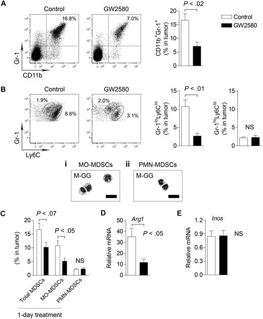 Figure 2. Targeting MO-MDSC infiltration by inhibiting CSF1R signaling. 3LL tumor cells were subcutaneously implanted in C57BL/6 mice, and mice were treated with control diluent or 160 mg/kg GW2580 once daily. At day 14, single-cell suspensions of tumors were analyzed by flow cytometry. Representative images and quantification of total CD11b+Gr-1+ MDSCs (A), Gr-1loLy6Chi MO-MDSCs and Gr-1hiLy6Clo PMN-MDSCs (B) are shown (n = 4/group). May-Grunwald-Giemsa staining of sorted MDSC populations within the tumor (Bi-ii). (C) Mice were implanted with 3LL tumors and treated with GW2580 once 24 hours before harvesting tumors for flow cytometric analysis. Total MDSCs, MO-MDSCs, and PMN-MDSCs were quantified (n = 3-4/group). RT-PCR analysis of Arg1 (D) and Inos (E) expression in tumors from control and GW2580-treated mice. Relative mRNA expression was normalized to β-actin (n = 6/group). Scale bars represent 50 um.