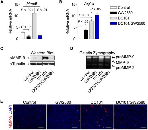 Figure 7. TIMs mediate MMP-9 induction by anti–VEGFR-2 therapy. Tumors were harvested at day 14, and mRNA expression was quantified using RT-PCR for Mmp9 (A) and Vegf-a (B). Relative mRNA expression was normalized to β-actin (n ≥ 5/group). (C) MMP-9 protein levels from tumors were analyzed by Western blot and normalized to α-tubulin (n = 6/group). Representative images are shown. (D) The same tumor lysates were analyzed by gelatin zymography (n = 6/group). Representative images are shown. Tumor tissue was subjected to histologic analysis of MMP-9 expression with DAPI (E). Scale bars represent 50 μm.