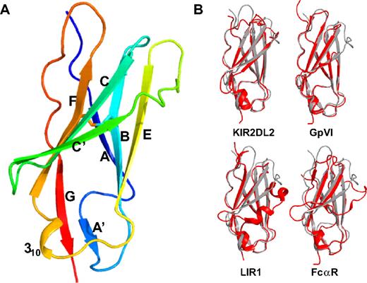 Figure 1. LAIR-1 overall structure and comparison with other LRC-family members. (A) Ribbon drawing of the LAIR-1 ectodomain structure in rainbow colors from N-terminus (blue) to C-terminus (red). The disulfide bond between β-strands B and F, characteristic of Ig-like domains, is indicated in stick representation. (B) Superposition of the LAIR-1 ectodomain (gray) with the D1 domains of LRC-family members KIR2DL2, GPVI, LIR1, and the Fc-alpha receptor, respectively (red).