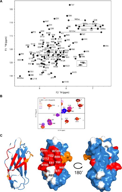 Figure 2. NMR analysis of the titration of unlabeled collagen III-30 peptide to 15N-labeled hLAIR1-CBD. (A) Assigned {1H;15N}-HSQC spectrum of the isolated LAIR-1 ectodomain in the absence of ligand. Gray lines connect the resonances of asparagine and glutamine side chain amides. The boxed region contains arginine side chain resonances. Side chain assignments are indicated by sc. Unassigned signals are indicated by #. (B) Selected regions of the overlay of {1H;15N}-HSQC spectra recorded at different peptide III-30 concentrations. Shown are representative examples of residues with large chemical shift changes that are in intermediate-to-slow exchange (R59, R62, Y68, I102, S110, #), residues that are in fast-to-intermediate exchange (V74), and residues that show no shift (E24, V120) or shifts smaller than a line-width (E81, A96). The arrows indicate the direction of peak displacement. Color coding reflects the relative peptide concentration as indicated. (C) Mapping of spectral changes on a ribbon representation of hLAIR1-CBD (left), a surface representation in the same orientation (middle), and a surface representation rotated by 180° around a vertical axis (right). White indicates no data due to lacking assignments or spectral overlap; blue, no spectral change or change smaller than one line-width; orange, residues in fast-to-intermediate exchange; and red, residues in intermediate-to-slow exchange. Residues of interest are labeled.