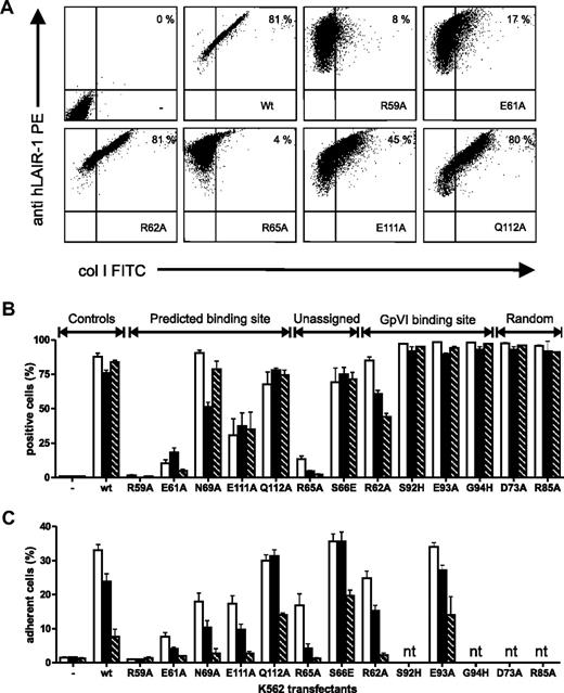 Figure 3. Binding of K562 cells transfected with hLAIR-1a mutants to various collagens. (A) Flow cytometric analysis of LAIR-1 expression (y-axis) and FITC-conjugated collagen I binding (x-axis) on parent K562 cells (upper left panel) or K562 cells expressing wt or mutant LAIR-1a as indicated. Representative dot plots of at least 3 independent experiments are shown. Percentage of LAIR-1+ collagen-binding cells is indicated. (B) Summary flow cytometric analyses showing binding of soluble collagens I, III, and IV to parent K562 cells (−) and K562 cells expressing wt LAIR-1a or mutants as indicated. (C) Adhesion of parent K562 cells (−) and K562 cells expressing wt LAIR-1a or mutants as indicated to plate-bound collagens I, III, and IV. White bars indicate collagen I; black bars, collagen III; and striped bars, collagen IV (nt indicates not tested). Data represent mean ± SD of at least 3 independent experiments.