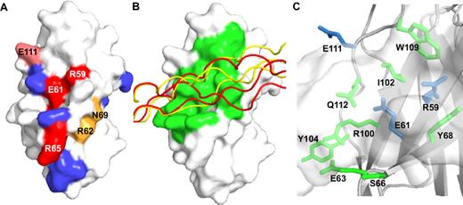 Figure 4. The LAIR-1/collagen complex. (A) Surface representation of LAIR-1 showing the effect of mutations on collagen binding: red indicates strong decrease; pink, moderate decrease; orange, moderate decrease in the plate adhesion assay only; and blue, no effect. (B) Surface representation of LAIR-1 with ribbon representations of collagen peptide III-30 models from the 2 highest scoring docking solutions (supplemental Table 3), shown in red and yellow. LAIR-1 residues that contact the docked peptides are shown in green. (C) Close-up of the putative collagen-binding site, showing in sticks LAIR-1 residues that are in contact with the docked collagen peptide. Residues that affect collagen binding when mutated are shown in blue. The collagen peptide is shown in semitransparent surface representation.