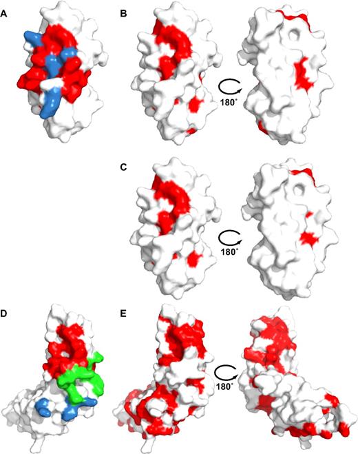 Figure 5. Conservation of putative collagen-binding residues in LAIR-1 and GPVI. (Left) Surface representations of the LAIR1-CBD (A) and the GPVI ectodomain (D) showing in blue residues that contribute to collagen binding according to mutagenesis data, in red residues that form the LAIR-1 collagen binding surface based on the NMR titrations, and in green residues that contact docked collagen peptides in GPVI. Data for LAIR-1 and GPVI are from this study and Horii et al,14 respectively. GPVI residues, L53 and F54 that are part of the docking interface as well as the equivalent of the LAIR-1/collagen interface, are shown in green. (Right) Surface representations in 2 orientations of LAIR-1 (B-C) and GPVI (E) showing in red residues that are strictly conserved within the LAIR-family (B), within both the LAIR and GPVI families (C) and, residues conserved within the GPVI family only (E). Note that putative collagen-binding residues of LAIR-1 are significantly conserved in both LAIR and GPVI families, whereas putative collagen-binding residues of GPVI are not at all conserved. Conservation is based on the alignments shown in supplemental Figures 5 and 6. The orientation of LAIR is identical to Figure 2B, whereas GPVI is depicted with its D1 domain in an orientation similar to LAIR-1.