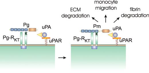 Pg-RKT on the monocyte/macrophage cell surface binds plasminogen (Pg) via interactions involving lysine binding sites on the Pg kringle domains with the C-terminal lysine residue on Pg-RKT. The close proximity to uPA bound to the urokinase receptor (uPAR) greatly facilitates conversion of Pg to plasmin (Pm). Cell-associated Pm is involved in degradation of the extracellular matrix (ECM), cell migration, and in degrading fibrin.