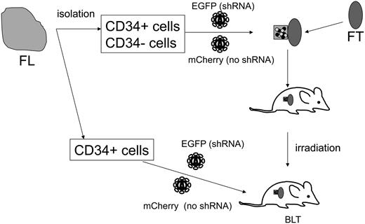Figure 1. Diagram of generating a lentiviral vector–transduced HPSC-transplanted hu-BLT mouse. CD34+ and CD34− cells isolated from a human fetal liver were transduced by either shRNA (EGFP+) or no shRNA (mCherry+) vectors. The transduced cells were solidified with Matrigel and implanted under a kidney capsule with a piece of human fetal thymus. Three weeks after the implantation, the mouse was irradiated and intravenously injected with vector-transduced autologous CD34+ cells. FL indicates human fetal liver segment; and FT, human fetal thymus segment.