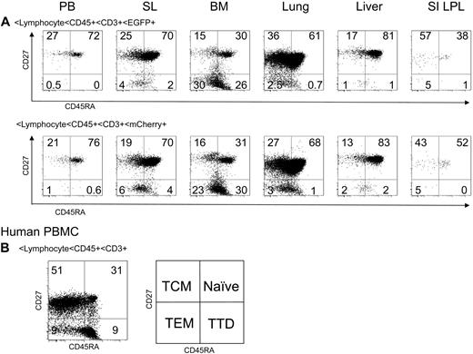 Figure 4. Naive and memory T-cell differentiation of shRNA 1005-expressing T cells. (A) Naive and memory T-cell differentiation was analyzed by CD27 and CD45RA cell surface expression in gated EGFP+ and mCherry+ CD3+ T lymphocytes from multiple lymphoid organs. (B) A normal human peripheral blood mononuclear cell staining control is shown as a control. TCM indicates central memory T cells; TEM, effector memory T cells; and TTD, terminally differentiated cells.
