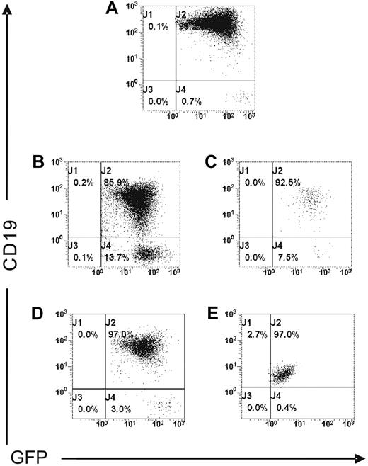 Figure 4. MEC1 cells injected intravenously localize in several organs of Rag2−/−γc−/− mice. MEC1 cells expressing GFP (A) were injected intravenously into Rag2−/−γc−/− male mice (n = 3) and killed 2 weeks after injection. Cells collected from spleen (B), peripheral blood (C), bone marrow (D), and peritoneal cavity (E) were analyzed by flow cytometry after staining with mAb against human CD19 to identify the GFP+ leukemic B-cell population.