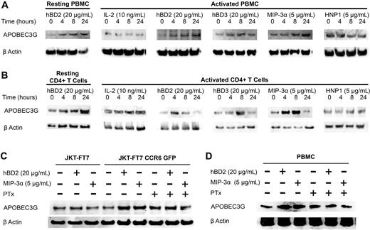 Figure 6. Induction of APOBEC3G by CCR6 ligands. Resting or activated (A) PBMCs and (B) CD4+ T cells treated with hBD2 (20 μg/mL), hBD3 (20 μg/mL), MIP-3α (5 μg/mL), or HNP1 (5 μg/mL). (C) JKT-FT7 (CCR6low/no) and JKT-FT7 CCR6 GFP cells treated with hBD2 (20 μg/mL) or MIP-3α (5 μg/mL) for 4 hours or pretreated with 500 ng/mL PTx. (D) PBMCs treated with hBD2 (20 μg/mL) or MIP-3α (5 μg/mL) for 24 hours or pretreated with 500 ng/mL PTx. APOBEC3G and β-actin were detected at the indicated time points by Western blotting.