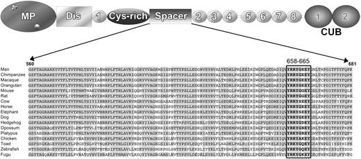 Figure 1. Alignment of the ADAMTS13 spacer domain from different species. Above the sequence alignment a schematic domain structure of ADAMTS13 is depicted with the various different domains indicated; metalloprotease domain (MP), disintegrin-like (Dis), first thrombospondin type-I repeat (1), cysteine-rich domain (Cys-rich), spacer domain (Spacer), 2nd through 8th thrombospondin type-I repeats (2-8), and 2 CUB domains (CUB1-2). For the alignment of residues 560-681 of the ADAMTS13 spacer domain, predicted ADAMTS13 sequences from different species were derived from http://www.ensembl.org and the alignment was made with the ClustalW algorithm (http://www.ebi.ac.uk). Identical residues are in gray, and spacer domain residues Y658-Y665 are boxed.