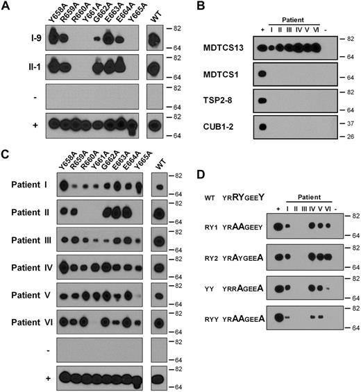 Figure 2. Binding of single alanine variants in region Y658-Y665 of the spacer domain to antibodies from patients with acquired TTP. (A) Immunoprecipitation of single alanine variants in region Y658-Y665 of MDTCS with protein G Sepharose coupled with human monoclonal antibodies I-9 and II-1. (B) Reactivity of IgG present in 6 patient samples (I-VI) with recombinant ADAMTS13 proteins MDTCS13, MDTCS in which the spacer domain of ADAMTS13 was replaced by the spacer domain of ADAMTS1 (MDTCS1), TSP2-8, and CUB1-2. (C) Binding of patient-derived IgG (samples I-VI) to single alanine variants in region Y658-Y665 of MDTCS. (D) Reactivity of patient-derived IgG (samples I-VI) toward truncated ADAMTS13 variants containing multiple amino acid substitutions: MDTCS-RY1, MDTCS-RY2, MDTCS-YY, and MDTCS-RYY. Pull-down of ADAMTS13 proteins with anti-V5 antibody was included in all experiments as positive control (+), whereas in a monoclonal antipneumococcal antibody (subclass IgG1; panel A), or IgG derived from normal plasma was used as a negative control (−; panels B-D).