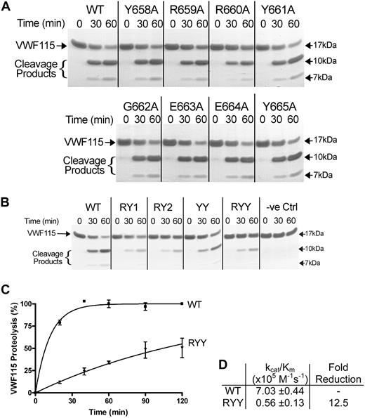 Figure 3. Proteolytic cleavage of VWF115 by spacer domain ADAMTS13 variants with mutations in Y658-Y665. (A) Each single alanine variant (2nM each) in region Y658-Y665 or wild-type ADAMTS13 was incubated with 6μM VWF115 substrate at 37°C. After 0, 30, and 60 minutes samples were taken, and the reaction was stopped with EDTA and analyzed on SDS-PAGE. The VWF115 cleavage products of 10 and 7 kDa are indicated. (B) Similar reactions were set up by the use of ADAMTS13-RY1, RY2, YY, and RYY. Conditioned medium derived from nontransfected cells was included as a negative control (−ve Ctrl). (C) Cleavage products generated in activity assays with 2nM wild-type ADAMTS13 or ADAMTS13-RYY and 2μM VWF115 activity at the times indicated were quantified by HPLC. VWF115 proteolysis is depicted in percentages and mean values of 3 experiments, with error bars representing SD are shown. (D) From the graph in panel C, the catalytic efficiencies (kcat/Km) for VWF115 proteolysis were derived and mean values ± SD are shown in the table.