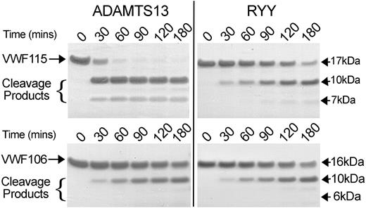 Figure 4. Comparison of VWF115 and VWF106 proteolysis by ADAMTS13 and ADAMTS13-RYY. ADAMTS13 or ADAMTS13-RYY, 2nM, was incubated with 10μM VWF115 (top) or VWF106 (bottom) substrate at 37°C. At the time points indicated samples were taken, reactions stopped with EDTA, and analyzed on SDS-PAGE. Cleavage products of VWF115 (10 and 7 kDa) and VWF106 (10 and 6 kDa) are indicated.