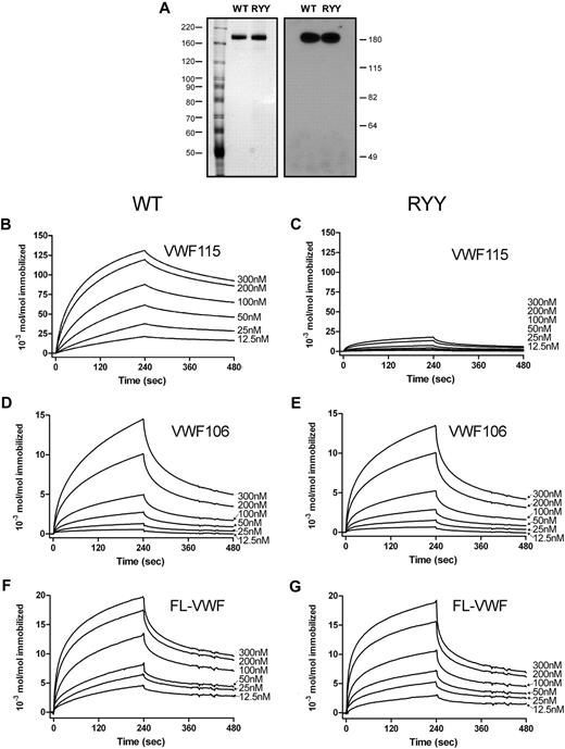 Figure 5. Binding of wild-type ADAMTS13 and ADAMTS13-RYY to VWF studied with SPR. (A) Equal amounts of the ADAMTS13 preparations, as determined by ELISA, were used in binding experiments; see silver-stained SDS-PAGE gel (left), and Western blot with an anti-metalloprotease domain antibody (right). ADAMTS13-WT (B) or ADAMTS13-RYY (C), 12.5 to 300nM, was perfused over VWF115 immobilized to a CM5 sensor chip at a rate of 20 μL/minute for 240 seconds. Dissociation in the absence of ADAMTS13 was then studied for a further 240 seconds. (D-E) Experiments were conducted as in panels B and C but with immobilized VWF106. (F-G) Experiments were conducted as in panels B and C but with immobilized full-length VWF. In all graphs representative binding curves obtained with the use of 12.5, 25, 50, 100, 200, or 300nM wild-type ADAMTS13 or ADAMTS13-RYY are shown. Binding is represented as mol ADAMTS13/mol immobilized VWF (fragment).