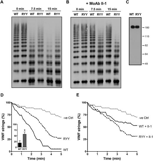 Figure 6. Proteolytic cleavage of full-length VWF by ADAMTS13 and ADAMTS13-RYY. (A) Processing activity of ADAMTS13 (WT) and ADAMTS13-RYY (RYY) toward denatured, multimeric recombinant VWF was determined essentially as described previously.30 Proteolysis of VWF multimers was determined at different time points (0, 7.5, and 15 minutes) and samples analyzed by Western blot. These experiments were performed in the presence of a control, monoclonal, antipneumococcal antibody (see Figure 2 legend), which does not affect proteolysis. Cleavage of full-length VWF results in a reduction in the largest VWF multimers and the appearance of characteristic triplet bands. (B) Experiments were conducted as in panel A, except the patient derived inhibitory monoclonal antibody II-1 directed to the spacer domain was used instead of the control antibody. (C) Western blot analysis of ADAMTS13 preparations in conditioned media. This demonstrates the fidelity of ELISA quantitation of these 2 proteins used in this figure. (D) Processing activity of ADAMTS13 (WT), ADAMTS13-RYY (RYY), and control medium (−ve Ctrl) under flow on the surface of endothelial cells. The number of UL-VWF strings after the addition of ADAMTS13 is expressed as a percentage of the number of UL-VWF strings that were present at the onset of the experiment. The number of UL-VWF strings was monitored for 5 minutes at 10-second intervals. A decline in the number of UL-VWF strings also was observed in the absence of ADAMTS13, reflecting spontaneous detachment of UL-VWF strings from the surface of endothelial cells (−ve Ctrl). The inset shows the percentage of VWF strings remaining at 2.5 minutes, when repeated (n = 3) experiments were analyzed. *P < .05 determined by Student paired t test. (E) Experiments conducted as in panel D but in the presence of monoclonal antibody II-1.