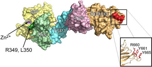 Figure 7. Residues R660, Y661, and Y665 align as a cluster on the surface of ADAMTS13 MDTCS. The recent ADAMTS13 DTCS crystal structure (3GHM)44 and previously generated model of the ADAMTS13 metalloprotease domain30 were aligned to create a model of the ADAMTS13 MDTCS domains (PyMOL; DeLano Scientific). The metalloprotease domain is shown in yellow (MP) with the catalytic zinc ion indicated in magenta. The disintegrin-like domain (Dis) is in green and residues R349 and D350 that have previously been established as exosite for VWF are shown in dark green. The TSP1, cysteine-rich (Cys), and spacer domains are shown in blue, pink, and orange, respectively. Residues R660, Y661, and Y665 are highlighted by the box to show where they are located on the surface of MDTCS. The alternative representation of the side chains of these residues shows that they align in this structure to form a cluster that is surface exposed.