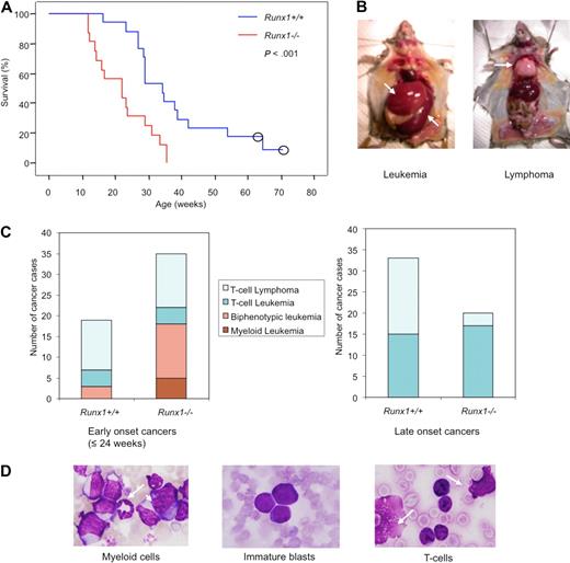 Figure 3. Runx1−/− mice show early onset and high frequency of leukemia with myeloid features in RIM. (A) Kaplan-Meier survival curves of Runx1+/+ (blue line; n = 17) and Runx1−/− (red line; n = 16) mice injected with MoMuLV retrovirus. Kaplan-Meier method showed significant difference between the 2 genotypes (P < .001, Mantel-Cox test). Open circles represent censored cases. (B) Necropsy of diseased mice; leukemic mice usually show enlarged spleen (bottom arrow) and liver (top arrow) while T-cell lymphoma mice show enlarged thymus (arrow). (C) Graphs showing frequency of different types of leukemia/lymphoma, groups 1 to 4, in early-onset (≤ 24 weeks) cancers of Runx1+/+ (n = 19) and Runx1−/− (n = 34) mice; and frequency of leukemia or lymphoma cases in late-onset cancers of Runx1+/+ (n = 33) and Runx1−/− (n = 20) mice. In total, n = 52 for Runx1+/+ mice and n = 54 for Runx1−/− mice. (D) Morphology of cells from PB of representative leukemic case from group 1 showing granulocyte (arrow) and monoblast (arrowhead); group 2 showing immature blasts; and group 3 showing T cells and ghost cells (arrows) which are frequently seen in T-cell malignancy.