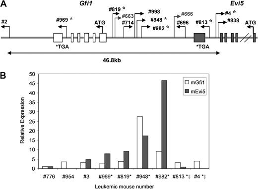 Figure 4. Frequent integrations at Gfi1/Evi5 locus in Runx1−/− leukemias lead to overexpression of Evi5. (A) Schematic diagram of retroviral integration sites at Gfi1/Evi5 locus in 2 Runx1+/+ and 11 Runx1−/− leukemias. Numbers are unique to each leukemic mouse. Thin bent arrows represent the retrovirus integration site and its direction of integration. The 2 genes Gfi (light gray) and Evi5 (dark gray) span from their initiation codons (ATG) to stop codons (TGA) with boxes representing exons. *Leukemia cases in which expression of Gfi1 and Evi5 was checked using qRT-PCR. (B) qRT-PCR analysis of Gfi1 and Evi5 expression in leukemic cells harboring integrations at Gfi1/Evi5 locus (*), integrations within the Evi5 gene (‡), and 3 control samples without integrations at this locus. Data are represented as fold change relative to control sample no. 776.