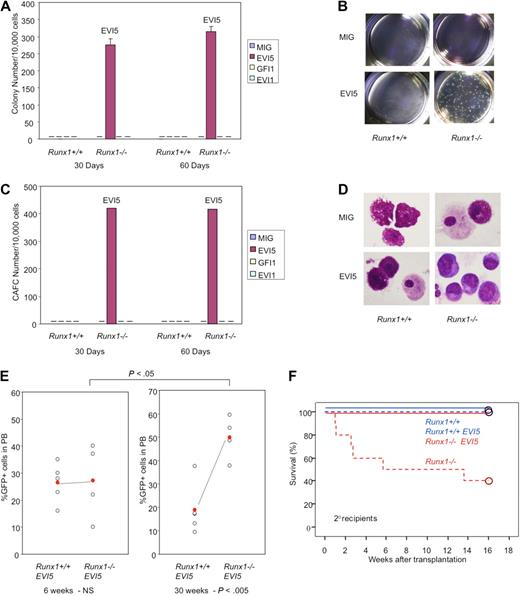 Figure 5. EVI5 overexpression and Runx1−/− status synergize in long-term maintenance of stem cells in vitro and in vivo. Graphic representation of (A) colony assay and (C) CAFC assay of immature cells from Runx1+/+ and Runx1−/− BM cells transfected with mock MIG vector, EVI5, GFI1, or EVI1, after 30 and 60 days of long-term culture. Pictures of (B) colonies and (D) morphology of cells after 30 days of long-term culture. (E) GFP chimerism in recipients of Runx1+/+ (n = 5) and Runx1−/− (n = 4) BM cells transfected with EVI5, 6 and 30 weeks after transplantation. Each open circle represents data from an individual mouse and the closed red circle is the average of a cohort. Statistical difference using unpaired Student t test is given at the bottom and on top. NS indicates not significant. (F) Kaplan-Meier survival curves of secondary recipients of Runx1+/+ (blue; n = 4) and Runx1−/− (red; n = 4) BM cells transfected with mock MIG vector (dashed line) or MIG vector carrying EVI5 (solid line). Circles represent end point of analysis.