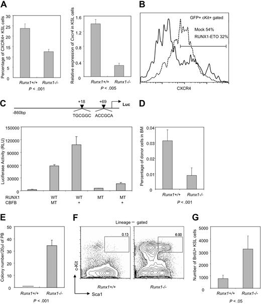 Figure 7. Decreased expression of niche factor, Cxcr4, and impaired homing may be responsible for Runx1−/− stem cell exhaustion. (A) Left panel: flow cytometric analysis of Cxcr4 expression on KSL cells from Runx1+/+ (n = 4) and Runx1−/− (n = 3) mice. Right panel: qRT-PCR analysis of expression of Cxcr4 in KSL fraction of Runx1+/+ and Runx1−/− BM cells. Statistical difference using unpaired Student t test is given at the bottom. (B) Expression of Cxcr4 in c-Kit+GFP+ cells from wild-type BM cells transfected with mock MIG vector (dashed line) or RUNX1-ETO (solid line). One representative result of 2 experiments is shown. (C) Structure of the CXCR4 promoter luciferase reporter construct. The 2 arrowheads represent the positions of 2 consensus Runx1 binding sites on the human CXCR4 promoter. Graph represents the result of luciferase assay, showing transcriptional activity of wild-type RUNX1 (WT) or its mutant form R174Q (MT) with (+) or without CBFB, on CXCR4 promoter. (D) Graph showing percentage of CFSE-stained Runx1+/+ or Runx1−/− BM cells found in the recipient BM (n = 4 and 6, respectively), 16 hours after transplantation. Statistical difference using unpaired Student t test is given at the bottom. (E) Graphic representation of colony assay of 20 μL of PB from Runx1+/+ (n = 4) and Runx1−/− (n = 4) mice. (F) FACS analysis of spleen KSL fraction in Runx1+/+ and Runx1−/− mice. One representative flow cytometry profile from 2 experiments is shown. (G) Graph showing absolute number of BrdU+ KSL cells per 1 million BM cells analyzed from Runx1−/− (n = 3) and Runx1+/+ mice (n = 3). Statistical difference using unpaired Student t test is given at the bottom.