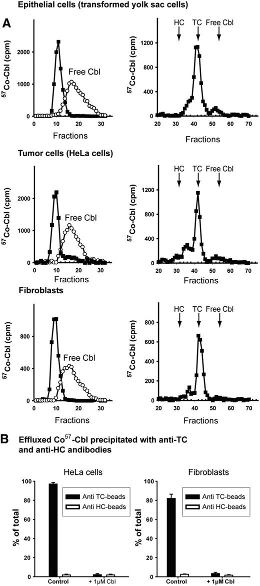Figure 1. Analysis of 57Co-Cbl released from cells. (A left) Gel filtration chromatography of 57Co-Cbl in 24 hours of chase medium from cells loaded with 57Co-Cbl. The chase of the cells was performed in the absence (■) or presence of 1μM Cbl (○) in the chase medium. (A right) Analysis of the high-molecular-weight complex-form of 57Co-Cbl in a high-resolution SMART high-performance liquid chromatography gel filtration system (Superdex 200 column). indicates known position of Cbl in complex with haptocorrin (HC), transcobalamin (TC), as well as free Cbl. (B) Precipitation of 57Co-Cbl in 24 hours of efflux medium of the human cells (HeLa cells and fibroblasts) with magnetic beads coated with monoclonal antibodies against human TC or human HC. Precipitation was carried out in chase medium with or without 1μM Cbl added at the initiation of the chase. The values are the means of triplicates ± 1 SD.