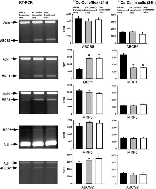 Figure 2. siRNA silencing of mRNA encoding 5 candidate proteins for efflux of Cbl. (A) The left lanes show RT-PCR analysis of ABCB6, MRP1, MRP3, MRP5, and ABCG2 RNA in HeLa cells incubated for 96 hours with specific siRNA probes targeting the mRNA encoding the indicated membrane transporters. The middle lanes show the same analysis of cells incubated with siCONTROL and the right lanes show the analysis of nontransfected cells. (B) 57Co-Cbl 24-hour efflux (left) and cellular accumulation (right) of HeLa cells transfected with the siRNA probes for ABCB6, MRP1, MRP3, PMRP5, and ABCG2 mRNA (■). ▩ and □ show the same data for cells transfected with siCONTROL and nontransfected cells, respectively. All data are shown as mean of triplicates ± 1 SD. Asterisks indicate the P values less than .001 (t test) for the difference between transfected and nontransfected cells.
