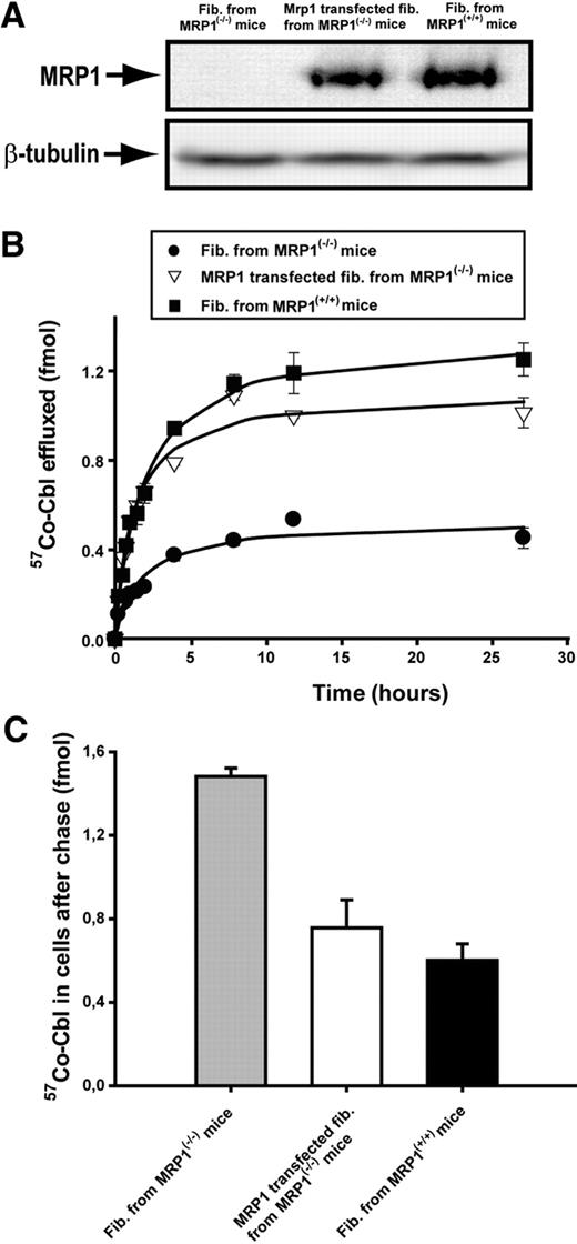 Figure 5. Time course of cellular 57Co-Cbl efflux from MRP1-deficient and control fibroblasts. (A) MRP1 levels in skin fibroblasts from Mrp1(−/−) mice, MRP1 cDNA-transfected Mrp1(−/−) mice and in WT skin fibroblast. The Western blots were probed with a MRP1-specific monoclonal antibody (top), before the blot was stripped and reprobed with an antibody against β-tubulin (bottom). The cellular protein loads are the same for each lane. (B) Time course of efflux of 57Co-Cbl in the 3 cell types. The result is normalized to cellular protein content. (C) Cellular content of 57Co-Cbl after efflux. The values are mean ± 1 SD of triplicate determinations.
