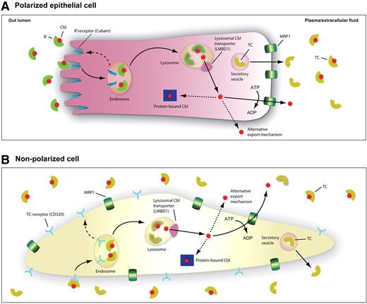 Figure 6. A schematic model for the tentative cellular pathways of Cbl. (A) Polarized ileal cell. After binding of Cbl to gastric IF in the gut lumen, the IF-Cbl complex binds to the IF-Cbl receptor, cubam, located in the ileal apical brush border. Once bound, IF-Cbl is internalized and processed via the classic endosome-lysosomal pathway. In the endosome IF-Cbl is released from cubam, which is recycled back to the cell surface in receptosomes (dashed line). In the lysosome, the lysosomal proteases degrade IF, releasing the vitamin for transport by the lysosomal transmembrane protein LMBD1. From the cytosol Cbl is exported at the basolateral side of the ileal cell by the ATP-driven exporter MRP1 or alternatively by a yet unknown mechanism. The vitamin remaining intracellularly is largely enzyme bound and serves as coenzyme for methionine synthase in the cytoplasm or for methylmalonyl CoA mutase in the mitochondria. Some Cbl may also be associated to the recently identified MMACHC protein involved in decyanation of CNCbl and the dealkylation of alkylcobalamins before conversion to coenzyme forms.35,36 In the plasma, free Cbl is immediately bound to transcobalamin (TC), synthesized and excreted in vesicles by the cells. (B) Nonpolarized cell expressing the TC receptor.