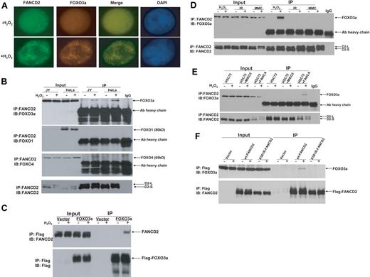 Figure 1. Oxidative stress–induced formation of the FANCD2-FOXO3a complex. (A) FOXO3a colocalizes with FANCD2 after H2O2 treatment in normal (JY) lymphoblasts. Cells were treated with H2O2 (0.5mM) for 6 hours and stained with antibodies against FOXO3a and FANCD2. Colocalization of nuclear FOXO3a with FANCD2 is shown as merged images. (B) Whole-cell lysates of normal lymphoblasts (JY) and HeLa cells treated with 0.5mM H2O2 for 6 hours were subjected to immunoprecipitation (IP) with an anti-FANCD2 antibody or an isotype IgG (negative control) followed by immunoblotting (IB) analysis with antibodies against FOXO3a, FOXO1, FOXO4, and FANCD2. (C) HeLa cells were transduced with vector or Flag-FOXO3a and treated with 0.5mM H2O2 for 6 hours. Cell lysates were prepared, immunoprecipitated using anti-Flag agarose, separated by sodium dodecyl sulfate–polyacrylamide gel electrophoresis, and immunoblotted. Blots were probed with antibodies against FANCD2 or Flag. (D) Normal human lymphoblasts (JY) were treated with H2O2 (0.5mM for 6 hours), IR (5 Gy), or MMC (0.5μM for 18 hours), and whole-cell lysates were subjected to IP with an anti-FANCD2 antibody or an isotype IgG (negative control) followed by IB analysis with antibodies against FOXO3a and FANCD2. (E) HSC72 (human FA-A lymphoblast) cells were transduced with retrovirus carrying empty vector (MIEG3) or FANCA, and treated with H2O2 at 0.5mM for 6 hours. Cell extracts were subjected to IP with an anti-FANCD2 antibody or an isotype IgG (negative control) followed by IB analysis with antibodies against FOXO3a and FANCD2. (F) PD20 (human FA-D2 lymphoblast) cells transduced with retrovirus carrying empty vector wt-FANCD2 or K561R-FANCD2 were treated with H2O2 at 0.5mM for 6 hours. Cell extracts were prepared, immunoprecipitated using anti-Flag antibody conjugated to agarose, separated by sodium dodecyl sulfate–polyacrylamide gel electrophoresis, and immunoblotted with antibodies against FANCD2 and FOXO3a.