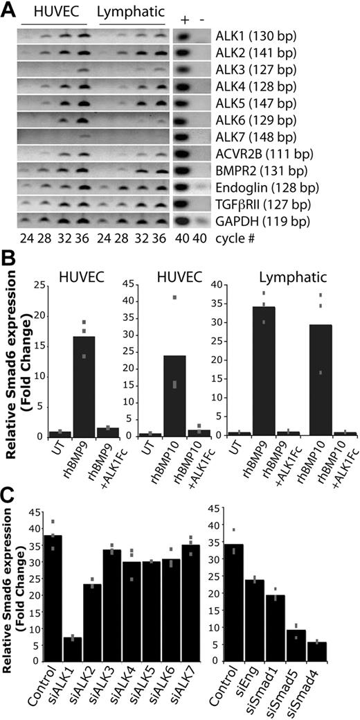 Figure 1. Lymphatic endothelial cells express ALK1. (A) RT-PCR analysis of gene expression in HUVECs and human microvascular dermal neonatal lymphatic endothelial cells. RNA from a mixture of human cell lines with (+) and without (−) reverse transcriptase enzyme was used as a positive and negative control. Sizes of PCR products are indicated. (B) Expression level of Smad6 in HUVECs and lymphatic endothelial cells stimulated with 50 pg/mL rhBMP9 or 500 pg/mL rhBMP10 for 3 hours. Inhibition of rhBMP9 and rhBMP10 induced up-regulation of Smad6 expression by pretreatment with 10 μg/mL ALK1Fc. Quantitative RT-PCR results are normalized to glyceraldehyde 3-phosphate dehydrogenase and then to the untreated (UT) sample. Gray squares represent individual data points (n = 3). (C) Expression level of Smad6 in lymphatic endothelial cells stimulated with rhBMP9 150 pg/mL and transfected with siRNA targeting the Alk1-7, Smad1, 4, 5, or endoglin (Eng). Gray squares represent individual data points (n = 3).