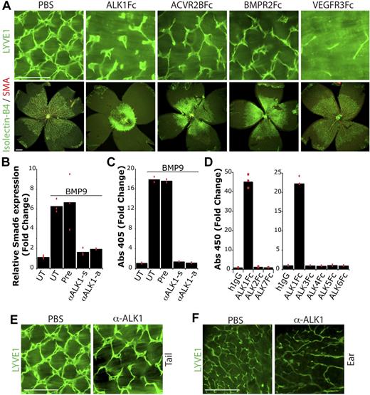 Figure 3. The ALK1 pathway is directly involved in lymphatic vessel development. (A) Analysis of lymphatic and vascular development at P6, after treatment with ALK1Fc, ACVR2BFc, BMPR2Fc, or VEGFR3Fc (10 mg/kg, P1 and P3). Lymphatic development is visualized by LYVE1 (green) staining in the tail dermis. Vascular development is visualized by isolectin-B4 (green) and SMA (red) staining of the retina. Scale bar represents 250 μm. (B) Inhibition of rhBMP9 induced up-regulation of Smad6 expression by the ALK1 immunized serum (α-ALK1-s) or affinity purified antibody (α-ALK1-a), whereas preimmune serum (Pre) has no effect. Red boxes represent each data point (n = 3). (C) Inhibition of rhBMP9 binding to ALK1 protein by treatment with the ALK1 immunized serum (α-ALK1-s) or affinity purified antibody (α-ALK1-a), whereas preimmune serum (Pre) has no effect. Red boxes represent each data point (n = 2). (D) ALK1-neutralizing antibody binds mouse ALK1 but not ALK2, 3, 4, 5, 6, or 7. (E) Analysis of lymphatic development at P6 after treatment with the ALK1 neutralizing antibody (10 mg/kg, P1 and P3) in the tail dermis. (F) Analysis of lymphatic development at P6 after treatment with the ALK1-neutralizing antibody (10 mg/kg, P1 and P3) in the ear. Lymphatic development is visualized by LYVE1 (green) staining in the tail dermis and ear. Scale bar represents 250 μm.