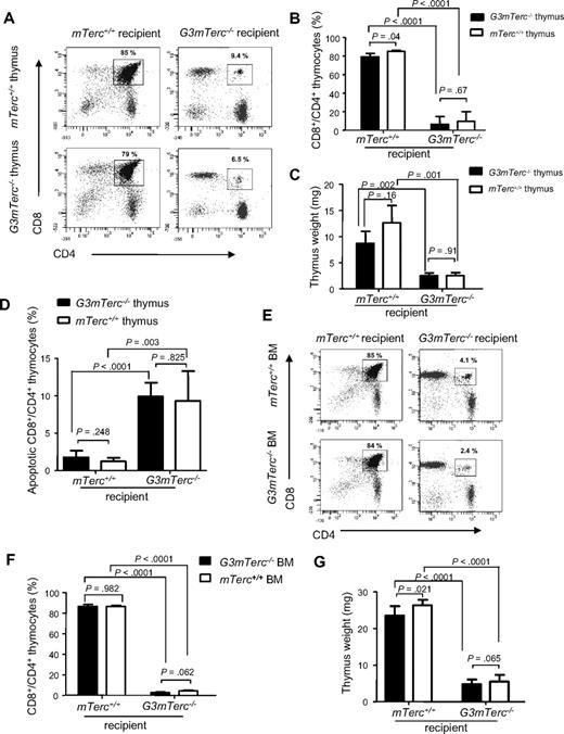 Figure 1. Telomere dysfunction induces alterations in the systemic environment, impairing thymopoiesis. (A-D) Neonatal thymi from G3mTerc−/− or mTerc+/+ mice were transplanted side-by-side under the left and right kidney capsules of 2- to 3-month-old G3mTerc−/− or mTerc+/+ recipient mice (n = 5 per group). The grafted thymi were analyzed 9 months after transplantation. (A) Representative FACS profiles and (B) bar graph showing the percentage of CD4 and CD8 double-positive (DP) thymocytes in grafted thymi of recipient mice of the indicated genotypes. (C) Bar graph showing the weight of grafted thymi in recipient mice of the indicated genotypes. (D) Bar graph showing the percentage of annexin V–positive, CD4 and CD8 DP thymocytes in grafted thymi of recipient mice of the indicated genotypes. (E-G) Bone marrow cells (1.5 × 106) from 12-month-old G3mTerc−/− or mTerc+/+ mice were transplanted into lethally irradiated (12 Gy) 2-month-old G3mTerc−/− or mTerc+/+ recipient mice (n = 6 mice per group). Thymi were analyzed 8 months after transplantation. (E) Representative FACS profiles and (F) corresponding bar graph showing the percentage of CD4 and CD8 DP cells in the native thymi of mice of the indicated genotypes that received bone marrow transplants. (G) Bar graph showing the weight of the native thymi of mice of the indicated genotypes that received bone marrow transplants. Error bars represent SD in all panels.