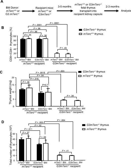 Figure 2. Telomere dysfunction in HSCs and the thymic epithelium has minor effects on the impairment in thymopoiesis. (A-D) Two- to 3-month-old mTerc+/+ or G3mTerc−/− recipient mice were lethally irradiated and reconstituted with the bone marrow (1.5 × 106 cells) of 12-month-old G3mTerc−/− or mTerc+/+ donor mice (n = 6 recipients per group). At 3 to 5 months after bone marrow transplantation, neonatal thymi from mTerc+/+ mice or G3mTerc−/− mice were transplanted under the kidney capsules of the recipient mice. Grafted thymi were analyzed at 2 to 3 months after thymus transplantation. (A) Experimental scheme. (B-D) Analysis of the grafted thymi. The bar graphs show (B) the percentage of CD4 and CD8 double-positive thymocytes, (C) the thymus weight, and (D) the total number of thymocytes. Error bars represent SD in all panels.