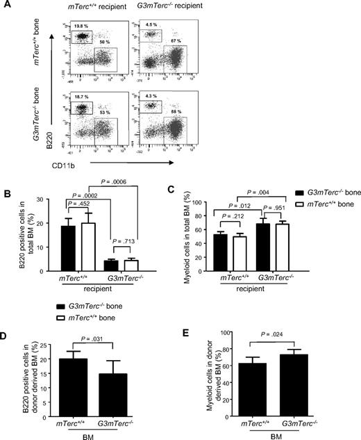 Figure 3. Telomere dysfunction induces alterations in the systemic environment impairing B-cell development. (A-C) Neonatal bones from G3mTerc−/− or mTerc+/+ mice were transplanted side-by-side under the left and right kidney capsules of 2- to 3-month-old G3mTerc−/− or mTerc+/+ recipient mice (n = 5 per group). The grafted bones were analyzed 9 months after transplantation. (A) Representative FACS profiles and (B-C) bar graphs showing the percentage of (B) B cells and (C) myeloid cells in total bone marrow cells of grafted bones and recipient mice of the indicated genotypes. (D-E) Bone marrow cells (1.5 × 106) from 12-month-old G3mTerc−/− or mTerc+/+ mice were transplanted into lethally irradiated 2-month-old mTerc+/+ recipient mice (n = 6 per group). The bone marrow of recipient mice was analyzed 8 months after transplantation. (D-E) Bar graphs showing percentage of donor-derived (D) B cells and (E) myeloid cells in mTerc+/+ recipient mice that received transplants of G3mTerc−/− or mTerc+/+ bone marrow cells. Error bars represent SD in all panels.