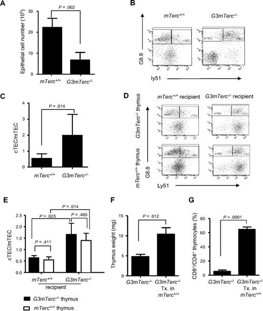 Figure 4. Telomere dysfunction induces alterations in the systemic environment, impairing thymic epithelial maintenance. (A-C) The thymi of 12-month-old G3mTerc−/− or mTerc+/+ mice were analyzed by FACS (n = 5 mice per group). (A) Bar graph showing the total number of epithelial cells. (B) Representative FACS profiles showing thymus epithelial cells (CD45−, G8.8+), in thymic cortex (CD45−, G8.8+, ly51+) and medulla (CD45−, G8.8+, ly51−). (C) The ratio of cortical to medullary epithelial cells (cTEC/mTEC) in thymi of 12-month-old G3mTerc−/− or mTerc+/+ mice. (D-E) Neonatal thymi from G3mTerc−/− or mTerc+/+ mice were transplanted side-by-side under the left and right kidney capsules of 2- to 3-month-old G3mTerc−/− or mTerc+/+ recipient mice (n = 5 per group). The grafted thymi were analyzed 9 months after transplantation. (D) Representative FACS profiles and (E) corresponding bar graph showing the ratio of cortical to medullary epithelial cells in the transplanted thymi. (F-G) Thymi from 12-month-old G3mTerc−/− mice were transplanted under the kidney capsules of 2- to 3-month-old mTerc+/+ recipient mice (n = 5 per group). Native nontransplanted thymi and grafted thymi were analyzed 2 to 3 months after transplantation. Bar graphs show (F) thymus weight and (G) percentage of CD4 and CD8 DP cells in total thymocytes of native nontransplanted G3mTerc−/− thymi and grafted thymi 2 to 3 months after transplantation into mTerc+/+ recipients. Error bars represent SD in all panels.