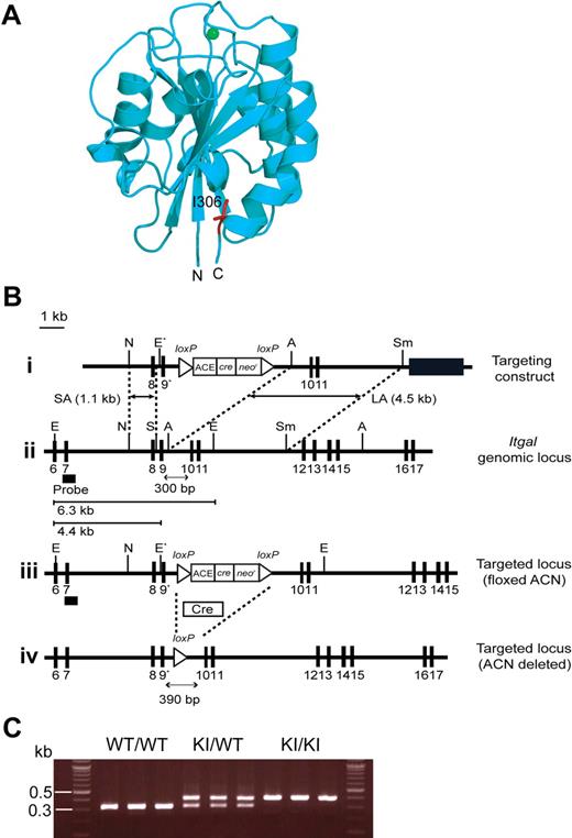 Figure 1. Generation of αL-I306A mice. (A) Structure of the mouse αL I domain built by homology modeling using a crystal structure of the human αL I domain (1ZON) as a template. The Mg2+ ion at the ligand binding site (ie, metal ion–dependent adhesion site) is shown with a green sphere and the side chain of I306 is in red. The amino (N) and the carboxyl (C) termini are labeled. Note that I306 is located in the hydrophobic pocket underneath the C-terminal helix. (B) Targeted insertion to the Itgal locus of the floxed ACN cassette and the mutated exon 9 (9*) that contains αL-I306A. The (1) targeting vector, (2) wild-type Itgal locus, (3) targeted Itgal allele containing floxed ACN cassette, and (4) mutated Itgal (I306A) allele are shown. Exons are shown as filled boxes. Long arm (LA) and short arm (SA) of homology, as well as the diphtheria toxin (DT) are shown. The floxed ACN cassette is deleted in chimeric male mice during spermatogenesis, leaving one loxP site (4). An engineered EcoRI site (E*) was designed to identify the targeted allele by Southern blot analysis. N indicates NcoI; E, EcoRI; A, AvrII; Sm, SmaI; and S, SpeI. The thick black line indicates the probe used to screen for homologous recombinations. (C) Genotyping and confirmation of deleted ACN cassette by polymerase chain reaction (PCR). Genomic DNA isolated from tails was used for PCR analyses. PCR bands are shown for wild-type (WT/WT, 300 bp), heterozygote (KI/WT, 300 and 390 bp), and homozygote (KI/KI, 390 bp) samples.