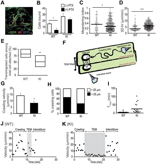 Figure 5. MP-IVM investigations on T-cell interactions with HEVs. (A) A representative image of adoptively transferred WT T cells (blue) and αL-I306A T cells (red) interacting with popliteal lymph node vessels (green) of GFP-chimeric recipient mice. (B) Gαi-independent arresting of KI cells. Firm adhesion of αL-I306A T cells to HEV endothelial cells was independent of Gαi signals, whereas WT T-cell adhesion was reduced by pertussis toxin (PTX) treatment. (C-D) Motility parameters of T cells in the LN vessel compartment. Meandering index (C) and 3D-IV (D) are shown. (E) Overall transendothelial migration efficacy of arrested cells. Each migratory path of arrested WT and KI T cell on HEVs was traced and analyzed. The line in the box-plot indicates the median, the box-part represents the interquartile range, the whiskers depict the 5th and 95th percentiles, and the crosses represent the mean of 3 independent experiments. (F) A graphic representation of the crawling and TEM steps during adhesive interactions of T cells with HEVs. (G-H) Velocity (G) and traveling distance (H) during the crawling step. αL-I306A T cells migrated slower and a shorter distance on HEVs than did WT T cells. (I) Time required for completing the TEM step. (J-K) Representative migration velocity profiles of WT (J) and KI (K) T cells during the crawling and TEM steps. (B-D,G) Data are expressed as the mean values ± SEM of 3 independent experiments. Two-tailed Student t test was used for statistical analyses. Statistical significance was defined as *P < .05 or ***P < .001. (C-D,H-I) A representative result from 3 independent experiments is shown. (C-D,I) Thick horizontal bars indicate mean values.