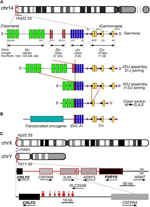 Figure 1. Overview of IGH translocations. (A) Schematic of the IGH locus. The human IGH locus is located adjacent to the telomere of chromosome 14q. The locus is composed of dispersed variable (VH, denoted by green bars), diversity (DH, red), and joining (JH, blue) region segments that undergo somatic recombination in B-cell precursors to produce a functional VDJ unit. These are expressed with constant region gene segments (CH, yellow) with transcription being driven by enhancers (denoted by pink diamonds). (B) A diagram of IGH translocation in BCP-ALL. As a result of an error of D-J or V-DJ recombination, a partner gene from another chromosomal region becomes adjacent to J or DJ region. Expression of the translocated gene is driven by the transcriptional enhancers within the IGH locus. Usually, the entire open reading frame of the translocated gene is maintained without mutation. (C) Schema showing breakpoints of CRLF2/IGH translocation and PAR1 interstitial deletion. Red arrows indicate the positions of break points of the cloned IGH translocations (falling in the region immediately 5′ of CRLF2), whereas the portion consisting of lines and frames in red represents the deletion between P2RY8 and CRLF2 resulting in fusion of the 2 genes.