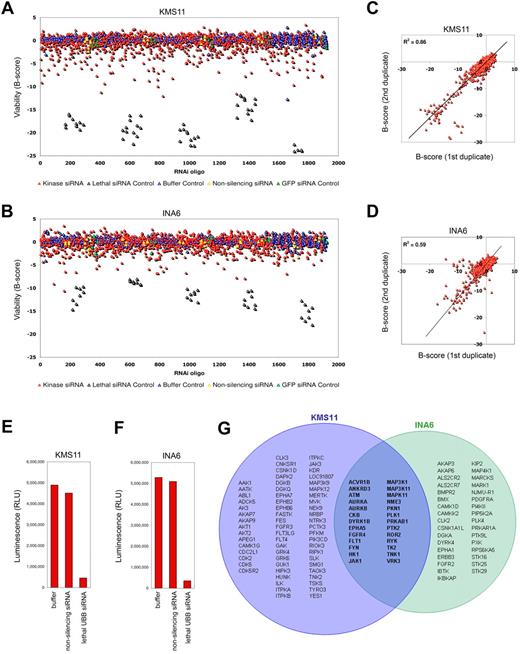 Figure 1. Kinome-wide siRNA lethality screening in myeloma cells. Prevalidated siRNA directed against 639 human kinases and associated subunits were transfected into (A) KMS11 and (B) IL6-dependent INA6 human multiple myeloma cells in high-throughput screening experiments using 2 siRNAs per target tested in a single-siRNA-per-well format. Cell viability was determined at 96 hours by adenosine triphosphate concentration. siRNA-induced changes in viability are shown, measured in units of standard deviation (B-score) from the median of noninhibitory siRNA, plotted in the order in which siRNAs were screened. Cells treated with transfection reagent alone, GFP siRNA, or 1 of 2 unique nonsilencing (NS) scrambled siRNAs represent negative controls. Positive controls for transfection efficiency were included at regular intervals throughout the screen and are cells treated with an siRNA targeting ubiquitin B. (C-D) Results of kinome siRNA studies in myeloma cells were highly reproducible, with significant correlation between duplicate studies performed at separate times on KMS11 and on INA6, respectively. (E-F) Operative transfection efficiency during primary kinome screening studies in (E) KMS11 and (F) INA6, measured by modulation of viability by control siRNA. The median result for each condition is shown. (G) Kinases in KMS11 and INA6 myeloma cells associated with at least 1 lethal siRNA (with B-score < −3) during kinome-scale screening; top-ranked kinases were forwarded to validation studies.