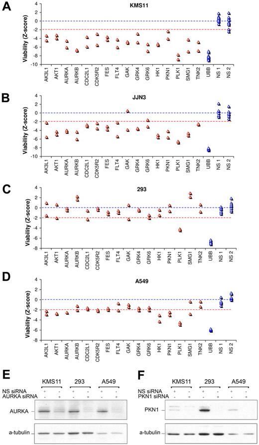 Figure 3. Selective vulnerability of myeloma survival kinases. (A-D) Effect on viability of siRNA directed against top-ranked myeloma survival kinases in (A) KMS11 and (B) JJN3 myeloma cells, and in (C) 293 embryonic kidney and (D) A549 lung carcinoma cells. Cells were transfected with 2 unique siRNAs per kinase in separate wells, using conditions optimized for each cell line each associated with > 90% transfection efficiency. Viability was assessed at 96 hours and is plotted in units of standard deviations from control siRNA. (E-F) Western blot analysis of kinase knockdown after siRNA targeting of (E) AURKA and (F) PKN1, confirming equivalent or greater transfection and protein knockdown in 293 and A549 cells, compared with KMS11 myeloma cells. Cells were transfected using the same conditions as panels A through D optimized for each line, and lysates were prepared at 48 hours; 10 μg of total protein was loaded per lane.