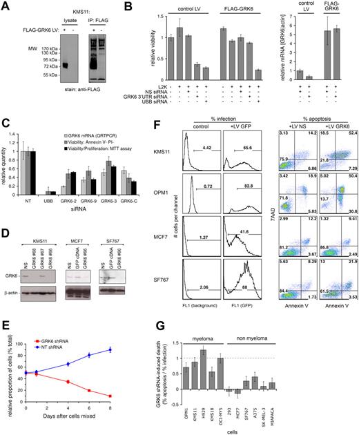 Figure 5. GRK6 kinase silencing induces selective apoptosis of myeloma cells. (A) KMS11 myeloma cells were infected with lentivirus driving the expression of 3xFLAG-tagged GRK6 (+), or with control lentivirus (−), and were assessed by anti-FLAG immunoblot (left panel) and immunoprecipitation (right panel), verifying abundant tagged GRK6 protein production. (B) KMS11 cells stably infected with 3xFLAG-GRK6 expressing LV, or with control LV, were treated with Lipofectamine 2000 (L2K) transfection reagent and control or GRK6 3′UTR siRNA. GRK6 3′UTR siRNA induced native GRK6 mRNA suppression in control cells, but did not suppress 3xFLAG-GRK6 (which lacks GRK6 3′ UTR sequence), as shown by QRT-PCR at 48 hours (right panel). The effect of GRK6 3′ siRNA on KMS11 viability at 96 hours was assessed in parallel by MTT assay (left panel). Ectopic 3xFLAG-GRK6 rescues KMS11 from GRK6 3′UTR siRNA-induced lethality, verifying that the siRNA's lethality is due to on-target GRK6 silencing. Both KMS11 lentiviral lines were tested with NS and UBB siRNA, revealing equivalent transfection efficiency and minimal L2K toxicity. (C) The lethality of GRK6 silencing in KMS11 myeloma cells was further verified by 4 GRK6 siRNAs (GRK6-2, -9, -3, -C) that target GRK6 exons: after transfection of KMS11, GRK6 mRNA knockdown was assessed by QRT-PCR at 48 hours and viability was assessed by annexin V + propidium iodide binding and by MTT assay (at 96 hours). Cellular inhibition was due largely to apoptosis. (D) Lentiviruses nos. 66 to 68 expressing distinct short hairpin RNA (shRNA) targeting GRK6 were screened for induction of GRK6 knockdown in KMS11 by immunoblot at 48 hours. LV no. 66 and no. 68 both induced GRK6 knockdown in contrast to no. 67 and control LV expressing nonsilencing (NS) shRNA. LV no. 66 induced similar suppression of GRK6 in MCF7 and SF767 cells. (E) OPM1 myeloma cells infected with GFP-expressing LV no. 66 were mixed 1:1 with OPM1 cells infected with control LV. Cells in which GRK6 was targeted by shRNA no. 66 were progressively eliminated from culture, as determined by serial flow cytometry for the GFP marker, despite the presence of healthy control OPM1, which became enriched. (F) Comparison of the effect of GRK6-shRNA no. 66 on the viability of myeloma (KMS11 and OPM1) and nonmyeloma (MCF7 and SF767) cell lines. Cells were infected in parallel with equal titer LV producing NS-shRNA, GRK6-shRNA no. 66, or GFP cDNA; percentage cellular infection was determined by GFP expression. Specific apoptosis induction by GRK6 silencing at 96 hours was determined by annexin V and 7-amino-actinomycin D binding, comparing control LV (producing NS-shRNA) with LV GRK6-shRNA no. 66. (G) The effect of GRK6 inhibition on cellular viability is summarized for a spectrum of human myeloma and nonmyeloma cells. Results were obtained as shown in panel F and are plotted as the GRK6-shRNA attributable apoptosis normalized to the percentage infection obtained with each cell line. Error bars are calculated from 5% absolute error in assessments of infection and apoptosis.