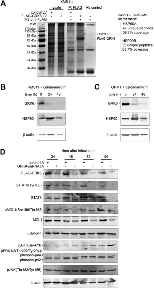 Figure 7. GRK6 binds to and is regulated by the chaperone HSP90 in human myeloma cells and is required for phospho-STAT3 pathway signaling. (A) 3xFlag-tagged GRK6 protein complexes were affinity purified from 108 KMS11 myeloma cells using M2 antibody and separated by SDS-PAGE. A single GRK6 copurified protein (*) was detected by Coomassie staining, migrating at 90 kDa, and was subsequently identified by nanoLC-ESI-MS/MS as HSP90A/B. Additional immunoprecipitation (IP) Coomassie staining bands reflect M2 antibody fragments and “sticky” lysate proteins retained nonspecifically by sepharose. The identity of isolated 3xFLAG-GRK6 was confirmed by nanoLC-ESI-MS/MS. (B-C) HSP90 potently and rapidly (< 24 hours) regulates GRK6 protein levels in KMS11 (B) and OPM1 (C) myeloma cells. Both myeloma tumor lines were treated with the HSP90 inhibitor, geldanamycin, 1μM, for the specified times, and were then assayed for ensuing effects on GRK6 protein expression by immunoblot. (D) To assess the effect and kinetics of GRK6 inhibition on the activity of myeloma survival pathways, FLAG-GRK6–expressing OPM1 cells were infected with control lentivirus expressing nontargeting shRNA, or with lentivirus expressing GRK6 shRNA, and the phospho-activation status of key intracellular signaling mediators AKT, MAPK p42 and p44 (ERK1/2), JNK, and STAT3 was determined by immunoassay sequentially from 24 to 96 hours after viral shRNA infection. MCL1 phosphorylation and levels were examined in parallel.