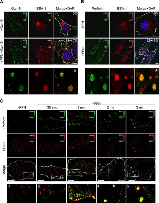 Figure 1. PFN and GzmB are rapidly endocytosed into EEA-1+ outsized early endosomes. (A-B) Within 5 minutes of treatment with sublytic native hPFN and hGzmB, large intracellular and membrane bound endosomes (gigantosomes) coimmunostain for GzmB (A) or PFN (B) and the early endosomal marker EEA-1. Images were acquired by wide-field fluorescence microscopy and deconvolved using iterative deconvolution. Representative Z stack series projections from 3 independent experiments are shown. Percentage of cells with GzmB or PFN staining enlarged endosomes is indicated (mean ± SD). (C) HeLa cells were exposed to sublytic hPFN for indicated times and stained for PFN and EEA-1. PFN is first detected at the plasma membrane and then endocytosed into EEA-1+ endosomes before forming gigantosomes. Representative confocal sections from 3 independent experiments are shown. PFN or GzmB was detected using AlexaFluor 488–conjugated secondary antibody and EEA-1 using AlexaFluor 647–conjugated secondary antibody. Color bars and associated numbers indicate fluorescence intensity levels. Scale bars represent 10 μm. Dashed lines indicate plasma membrane. Magnification and other image acquisition data are in supplemental Methods.
