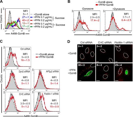 Figure 6. Clathrin-mediated endocytosis is required for PFN-mediated GzmB internalization. (A-B) Inhibition of Dyn/clathrin-mediated endocytosis by pretreatment with hypertonic sucrose (300mM) or Dynasore (80μM) decreases sublytic rPFN-induced A488-GzmB internalization. (C) Cells transfected with Dyn2, AP-2μ2, or CHC siRNAs show reduced GzmB internalization, compared with control cells treated with GFP (ctrl) or Flotillin-1 siRNAs, 5 minutes after incubation with sublytic rPFN and A488-GzmB. Graphs are representative of 3 independent experiments and mean fluorescence intensity (MFI; mean ± SD) is indicated. (D) Concentration of A488-GzmB (green) in the nucleus of target cells 20 minutes after sublytic rPFN, and A488-GzmB incubation is seen in cells treated with flotillin-1 or GFP (Ctrl) siRNAs but not in cells treated with CHC siRNA. Numbers indicate the percentage of cells with nuclear GzmB (mean ± SD from 3 independent experiments). GzmB signal was detected using AlexaFluor 488–conjugated secondary antibody and EEA-1, using AlexaFluor 647–conjugated secondary antibody. Color bars and associated numbers indicate fluorescence intensity levels. Dashed lines indicate nuclei. Scale bar represents 10 μm.