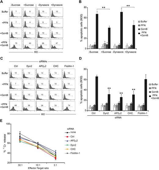 Figure 7. Inhibition of clathrin-mediated endocytosis reduces PFN- and GzmB-mediated apoptosis, but does not alter the extent of CTL-mediated death. (A-B) Chemical inhibitors of clathrin-mediated endocytosis decrease PFN- and GzmB-induced apoptosis. HeLa cells were preincubated with or without hypertonic sucrose or Dynasore before treatment with buffer or sublytic rPFN and/or GzmB. Apoptosis was measured 2 hours later by caspase activation by labeling with M30 monoclonal antibody. Representative flow cytometric histogram (A) and mean ± SD from 3 independent experiments (B) are depicted. **P < .005 relative to control siRNA–treated cells. (C-D) Specific inhibition of Dyn/clathrin-mediated endocytosis with siRNAs decreases PFN- and GzmB-induced apoptosis. HeLa cells were transfected with indicated siRNAs before treatment with rPFN and/or GzmB and apoptosis was measured as in panels A and B. Representative flow cytometric histogram (C) and mean ± SD from 3 independent experiments (D) are shown. **P < .005 relative to control siRNA–transfected cells. (E) Inhibition of Dyn/clathrin-mediated endocytosis does not interfere with overall CTL-induced cell death evaluated by 51Cr release assay. HeLa cells transfected with indicated siRNAs were incubated for 4 hours with specific CTLs. The data (mean ± SD) were obtained from 2 independent experiments performed in triplicate.
