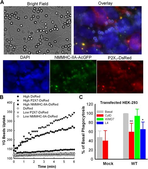 Figure 1. Transfection with P2X7 confers phagocytic ability. (A) Bright field and fluorescent images showing engulfed nonfluorescent 3-μm beads within a monolayer of HEK-293 cells cotransfected with both NMMHC-IIA-AcGFP and P2X7-DsRed. Cells were counterstained with 5μM 4,6-diamidino-2-phenylindole for 30 minutes and washed 3 times during a 1-hour period before incubation with 10 μL of beads for 10 minutes at 23°C. The images were captured by an Olympus IX81 fluorescent microscope with a 60× oil-immersion lens. (B) Phagocytosis of YG beads by HEK-293 cells transfected with P2X7-DsRed or NMMHC-IIA-DsRed. Time-resolved flow cytometry dot plots allowed cells to be gated and analyzed as 2 populations according to their DsRed intensity (high or low). Control cells were transfected with DsRed alone. (C) Quantitation of YG bead phagocytosis by HEK-293 cells transfected with DsRed (mock) or wild-type P2X7-DsRed. Cells were pretreated with IgG2b isotype control mAb (clone WMD7, 100 μg/mL) and anti-P2X7 mAb (clone L4, 100 μg/mL). Additional control was CytD added 20 minutes before the YG beads. Phagocytosis index of untreated cells (Basal) in each separate experiment (n = 3-5) was used to calculate the basal level (100%).