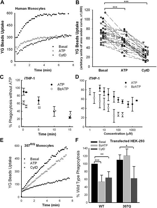 Figure 2. Extracellular ATP attenuates phagocytosis of nonopsonized beads via the P2X7 receptor. (A) Typical time course of uptake of 1.0-μm YG beads by fresh human monocytes with wild-type P2X7. (B) The composite values for YG bead uptake by monocytes from 28 randomly selected human subjects. Cells were labeled with allophycocyanin (APC)–conjugated anti-CD14 mAb and pretreated with 1mM ATP for 15 minutes or 20μM CytD for 30 minutes before the addition of YG beads. Values for uptake are in arbitrary units of area under uptake curve over 6.5 minutes. ***P < .001. (C) Preincubation of iTHP-1 cells with ATP (1mM) or BzATP (100μM) causes time-dependent inhibition of phagocytosis of YG beads. (D) Preincubation of iTHP-1 cells with ATP or BzATP for 10 minutes causes dose-dependent inhibition of phagocytosis of YG beads. Different levels of bead uptake were standardized so that values with CytD were 40% of basal. (E) Typical uptake curves of YG beads by human monocytes from a subject with genetic loss of P2X7 pore function (R307Q). (F) Phagocytosis of YG beads by HEK-293 cells transfected with P2X7-DsRed and P2X7-R307Q-DsRed. Phagocytosis index of basal cells transfected with wild-type P2X7 in each separate experiments (n = 5) was normalized to 100%. *P < .05; **P < .02; ***P < .01. n = 4 or 5.