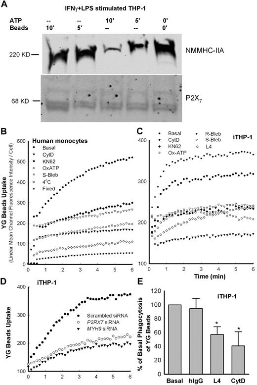 Figure 3. Inhibitors of P2X7 and NMMHC-IIA block phagocytosis. (A). Western blot images of NMMHC-IIA from iTHP-1 cell lysate immunoprecipitated by Dynabeads coated with P2X7 mAb. Cells pretreated with 1mM ATP show loss of coprecipitated NMMHC-IIA. Control cells were exposed to 1-μm YG beads (5 μL/mL) for the indicated time before wash and lysis. (B-C) Typical time-resolved flow cytometry dot plots showing phagocytosis of YG beads by human CD14+ monocytes and iTHP-1 cells. Cells were preincubated with inhibitors (CytD, 20μM for 20 minutes; KN-62, 1μM for 15 minutes; OxATP, 0.3mM for 30 minutes; S- and R-bleb, 100μM for 60 minutes; L4 mAb: 100 μg/mL) before the addition of beads. (D) Uptake of YG beads by iTHP-1 cells transfected with siRNA to P2RX7 or MYH9. All figures are representative of at least 3 experiments. (E) Inhibition of YG bead uptake by cells pretreated with L4 mAb or CytD before the addition of YG beads. Control values with human IgG (250 μg/mL) are shown. The arbitrary unit of area under YG bead uptake curve over 6.5 minutes is used to quantitate the phagocytosis level. *P < .05. n = 3 or 4.