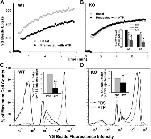 Figure 6. In vitro and in vivo phagocytosis of YG beads by murine peritoneal macrophages. In vitro (A,B top panel) and in vivo (C-D bottom panels) phagocytosis of YG beads by stimulated peritoneal macrophages from wild-type and P2X7-knockout C57BL/6 mice. For in vitro assay, cells were treated with or without 1mM ATP for 15 minutes before the addition of beads. For in vivo assay, mice were injected intraperitoneally with either 1 mL of PBS or 5mM ATP followed 15 minutes later by injection of 1-μm YG beads. The mice were killed after 30 minutes, and peritoneal exudates were collected. Monocyte-macrophages were gated by forward scatter-height and side scatter-height (A-B) plus CD11b+ (C-D). Doublets were excluded by side scatter-height and side scatter-area gating (supplemental Figure 9). *P < .05; **P < .02 (n = 5).